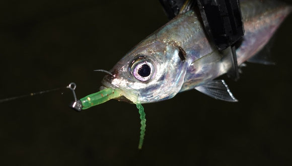 CLEARBLUE NAMI 2.0inch Rubber lure