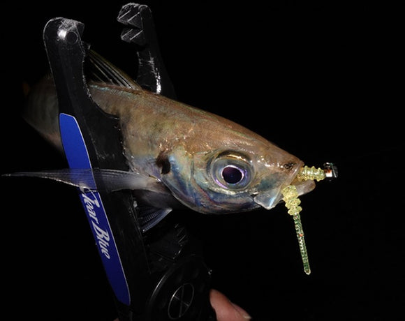 CLEARBLUE Ring Bonbon 1.6 inch Rubber Lure